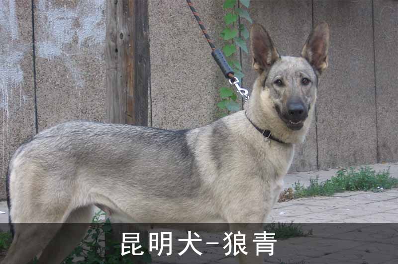 昆明犬藏青
