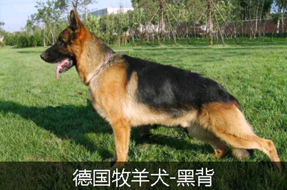 德国牧羊犬黑贝